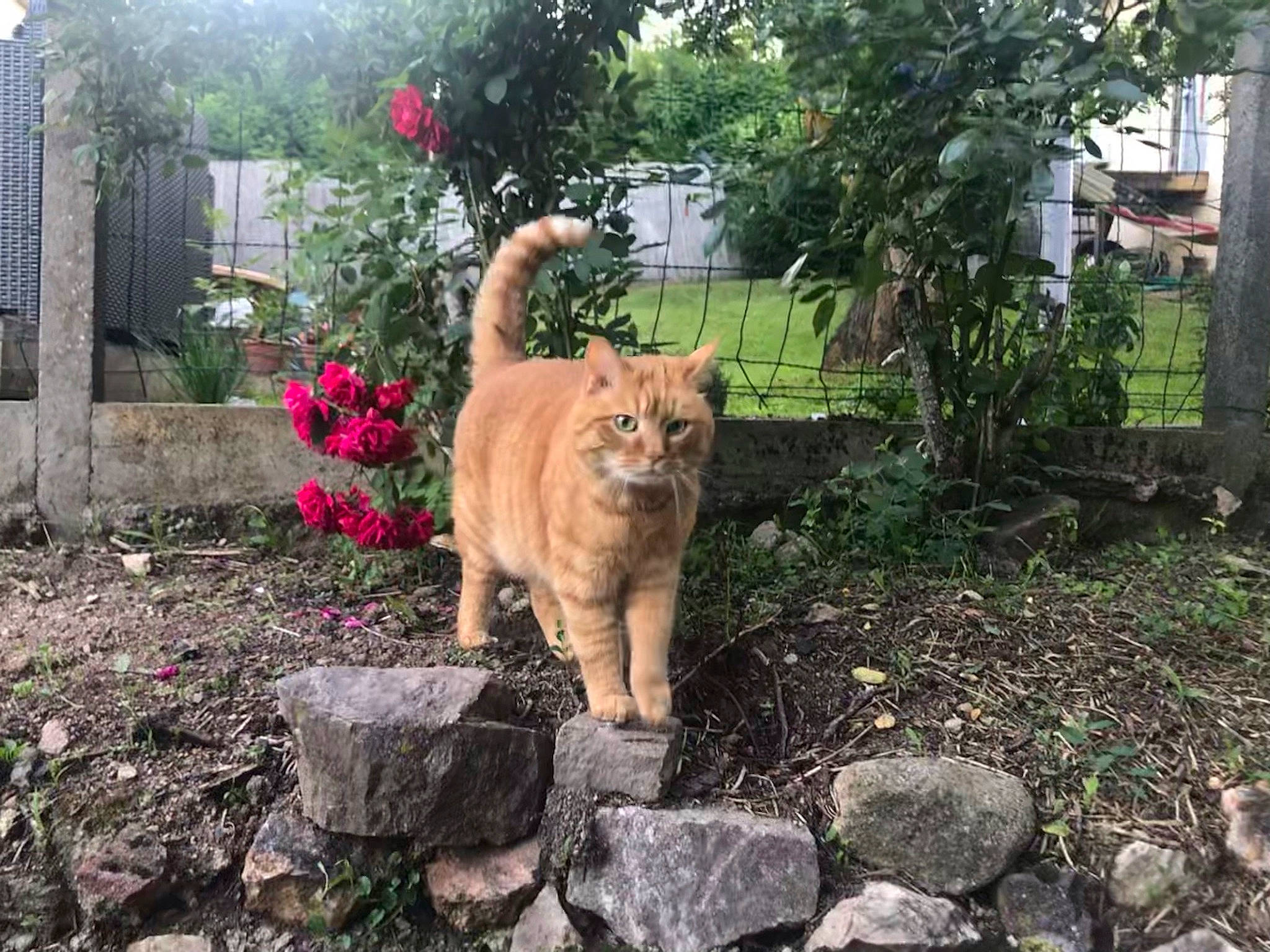 Julio a rejoint le concours — aidez-le/la à gagner de superbes lots ! carnivore, cat, eye, fawn, felidae, fence, garden, grass, house, landscape, plant, road_surface, small_to_medium_sized_cats, snout, sporting_group, tail, terrestrial_animal, tree, whiskers, wood