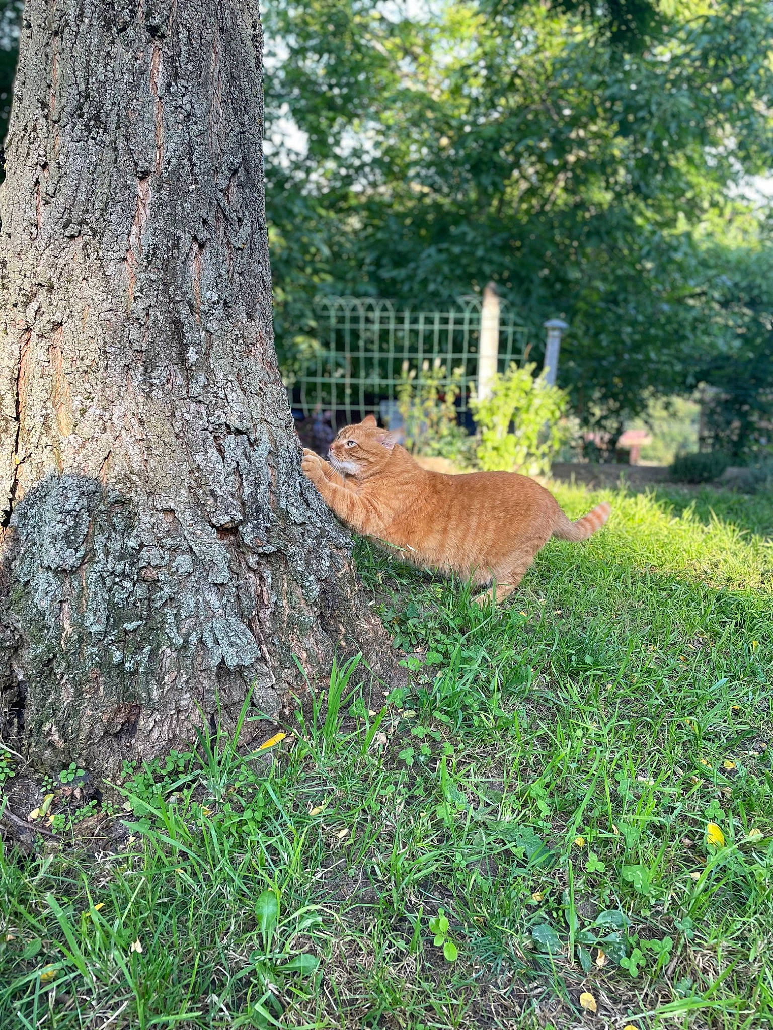 Julio a rejoint le concours — aidez-le/la à gagner de superbes lots ! carnivore, cat, deciduous, fawn, felidae, grass, groundcover, landscape, mammal, natural_landscape, plant, shrub, small_to_medium_sized_cats, tail, terrestrial_animal, tree, trunk, vertebrate, whiskers, wood