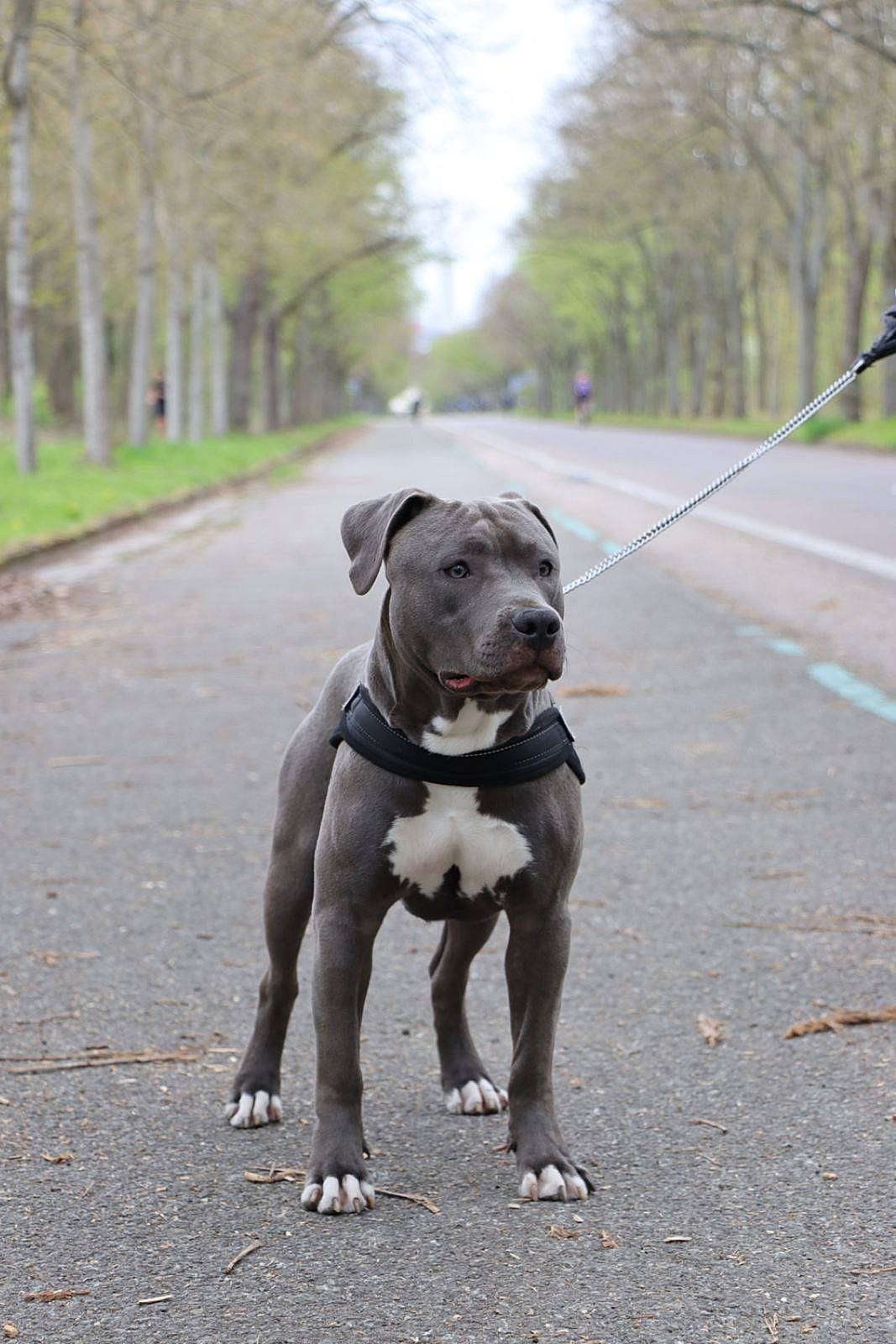 Chucky a rejoint le concours — aidez-le/la à gagner de superbes lots ! asphalt, carnivore, collar, companion_dog, dog, dog_breed, dog_collar, fashion_accessory, fawn, grey, leash, pet_supply, plant, sky, snout, sporting_group, tail, tree, walking, working_animal