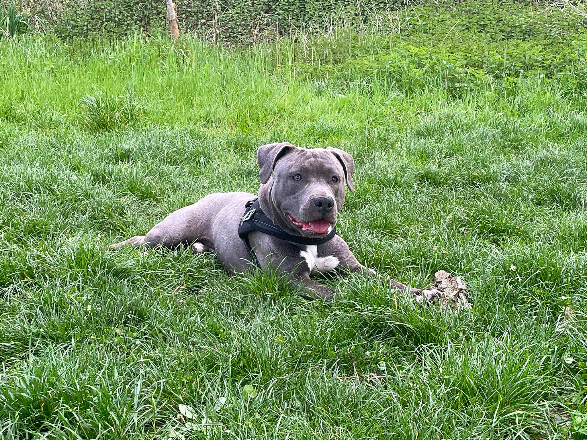 Chucky a rejoint le concours — aidez-le/la à gagner de superbes lots ! bulldog, canidae, carnivore, companion_dog, dog, dog_breed, fawn, grass, grassland, groundcover, guard_dog, lawn, molosser, pasture, plant, prairie, tail, terrestrial_animal, toy_dog, working_animal