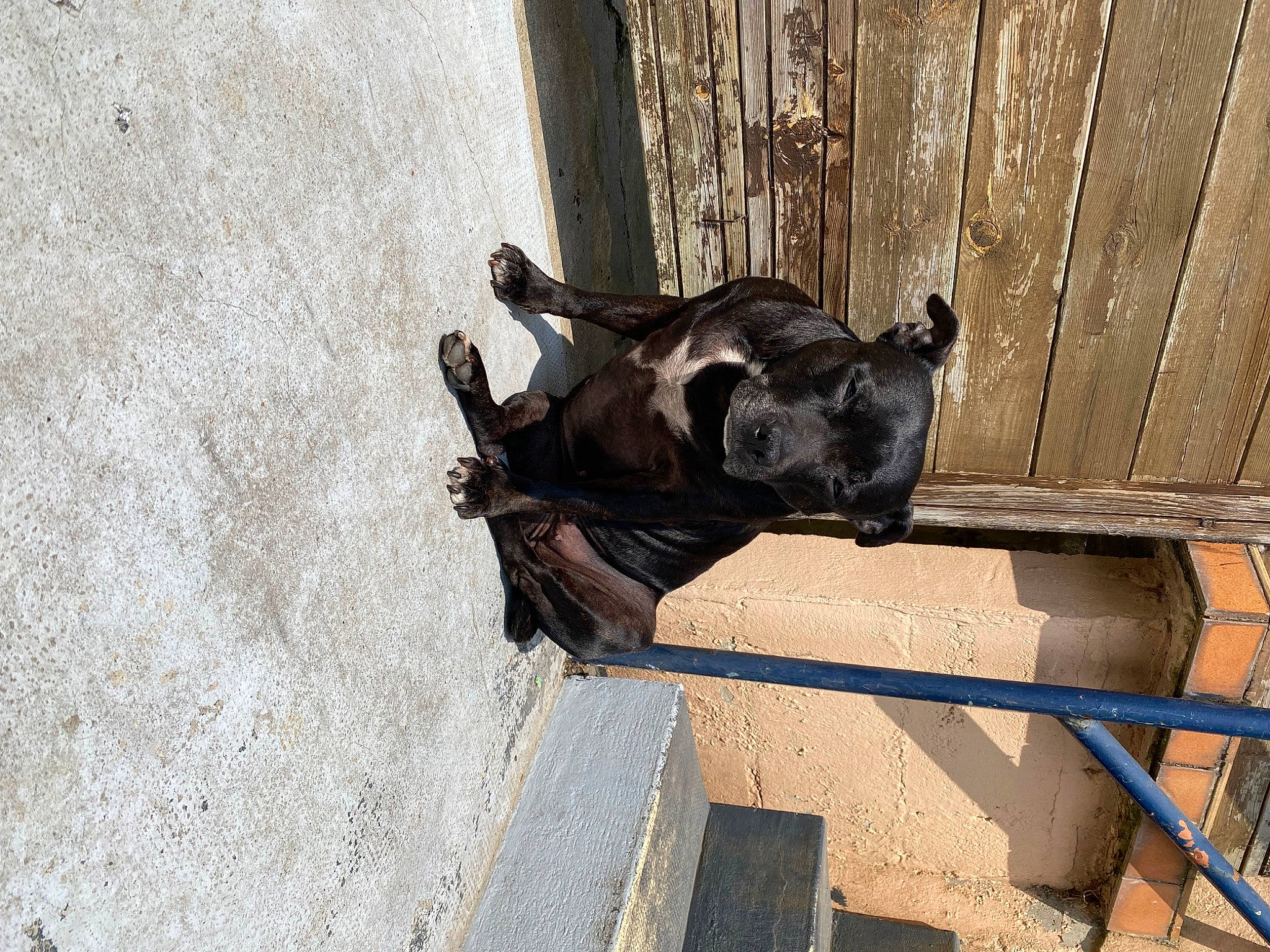 Gina participe au concours pour gagner de l'argent avec cette photo : canidae, carnivore, concrete, dog, dog_breed, fawn, guard_dog, non_sporting_group, pack_animal, shadow, sporting_group, terrestrial_animal, window, wood, working_animal