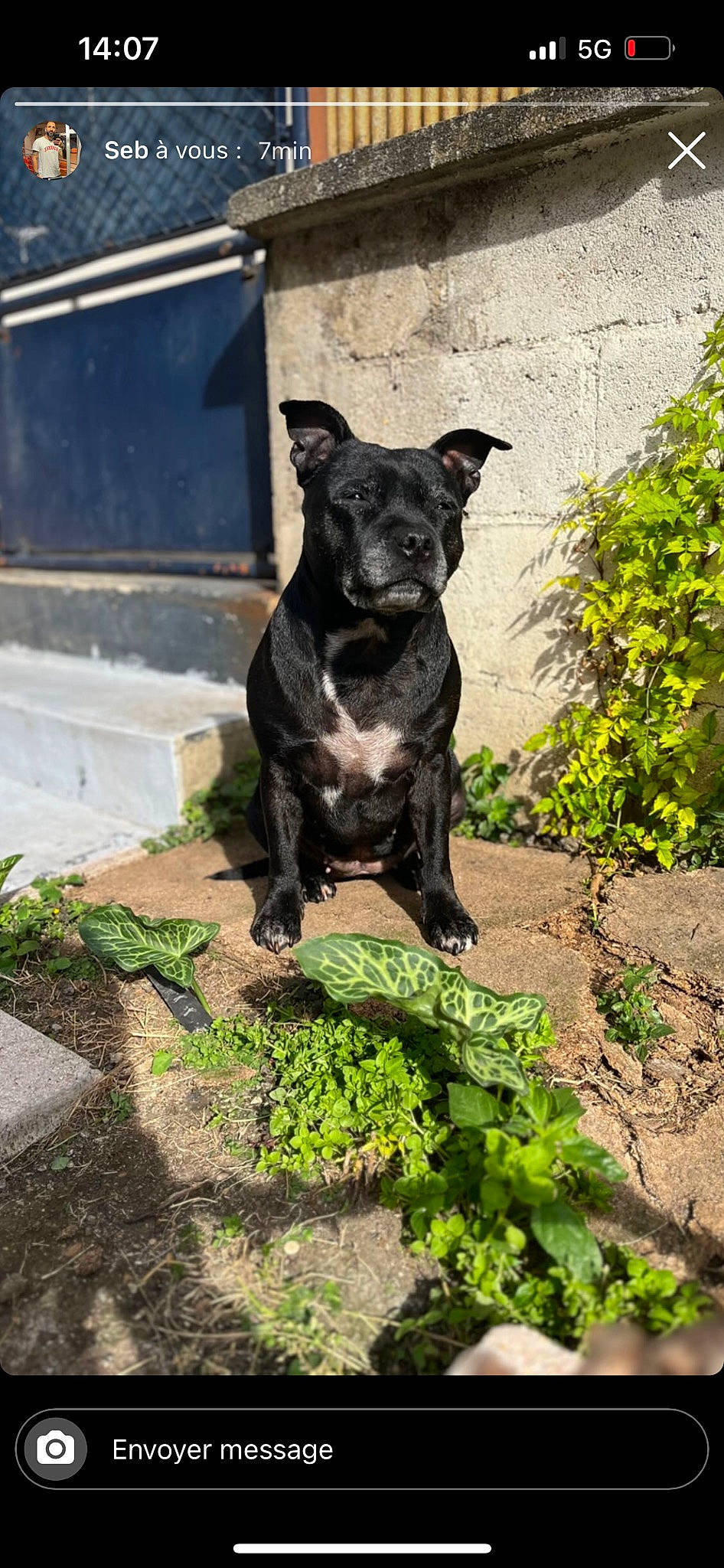 Gina a rejoint le concours — aidez-le/la à gagner de superbes lots ! art, canidae, carnivore, companion_dog, dog, dog_breed, fawn, felidae, garden, grass, groundcover, guard_dog, herb, plant, shadow, snout, soil, sporting_group, tail, working_animal