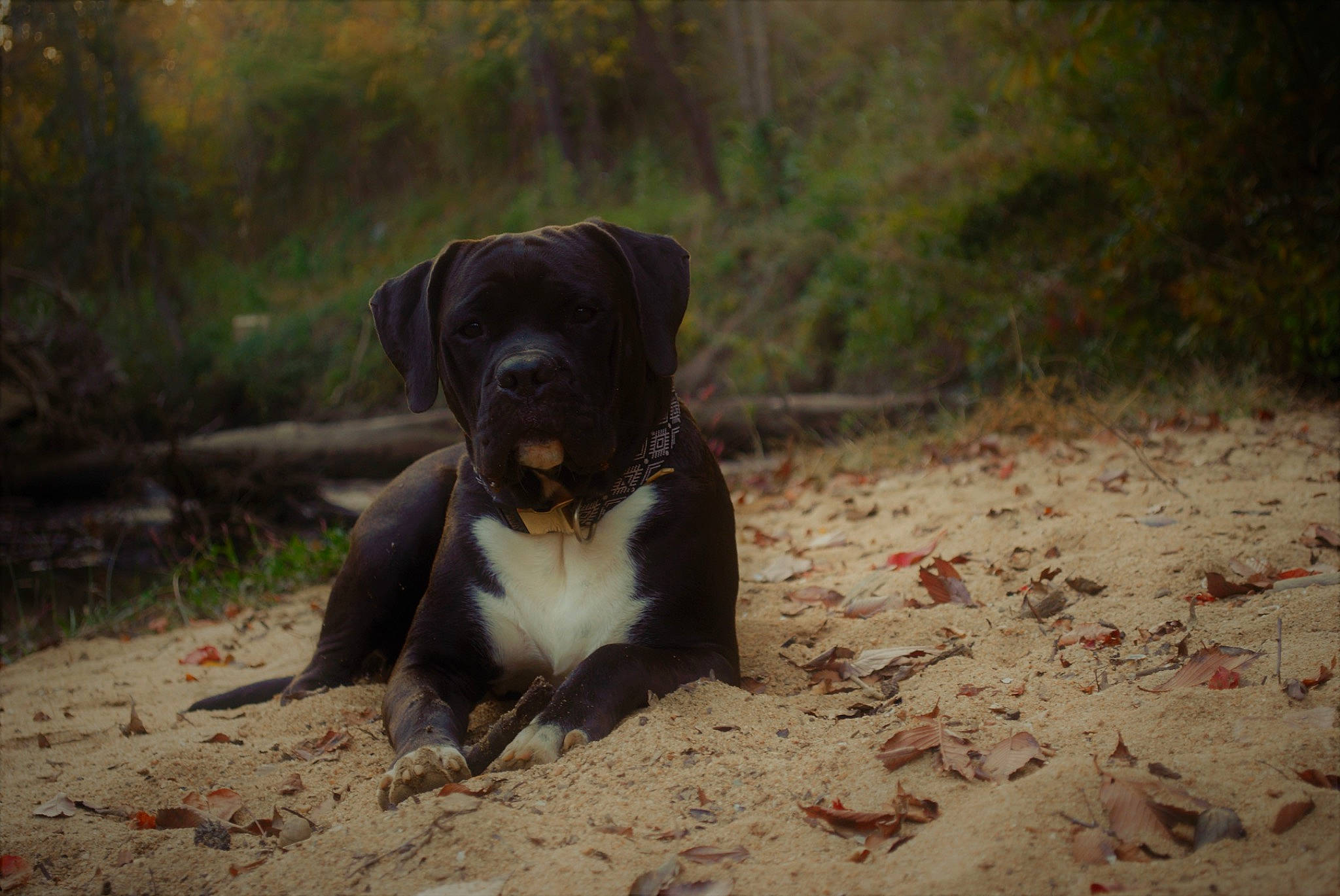 Bowzer is registered to the contest to win money with this photo: canidae, carnivore, companion_dog, dog, dog_breed, fawn, forest, grass, landscape, paw, plant, sitting, snout, soil, sporting_group, terrestrial_animal, tree, wood, working_animal, working_dog