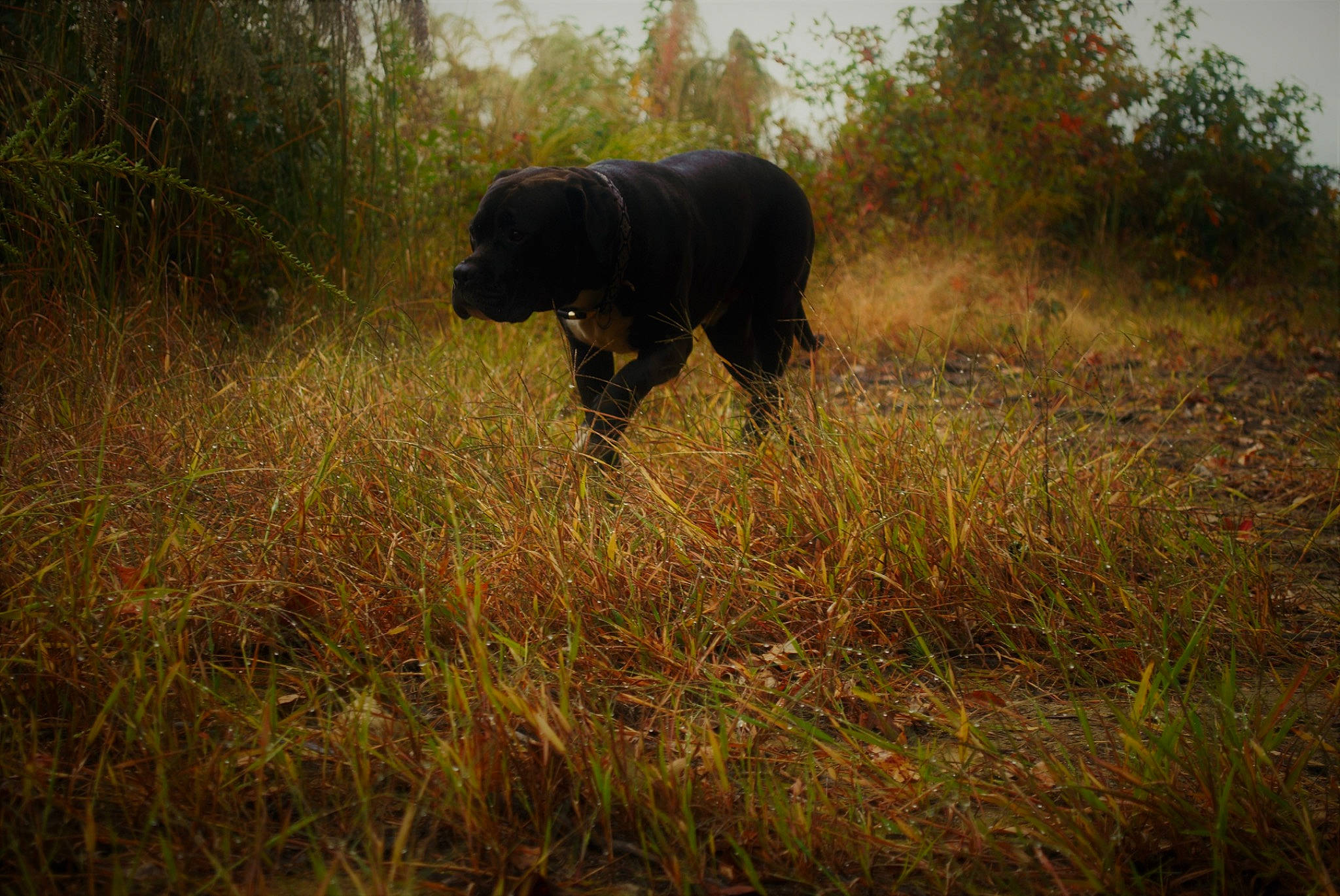 Bowzer joined the competition — help win amazing prizes! carnivore, dog, dog_breed, field, grass, grassland, landscape, meadow, natural_landscape, pasture, plant, prairie, shrub, shrubland, sporting_group, tail, terrestrial_animal, tree, wildlife, working_animal