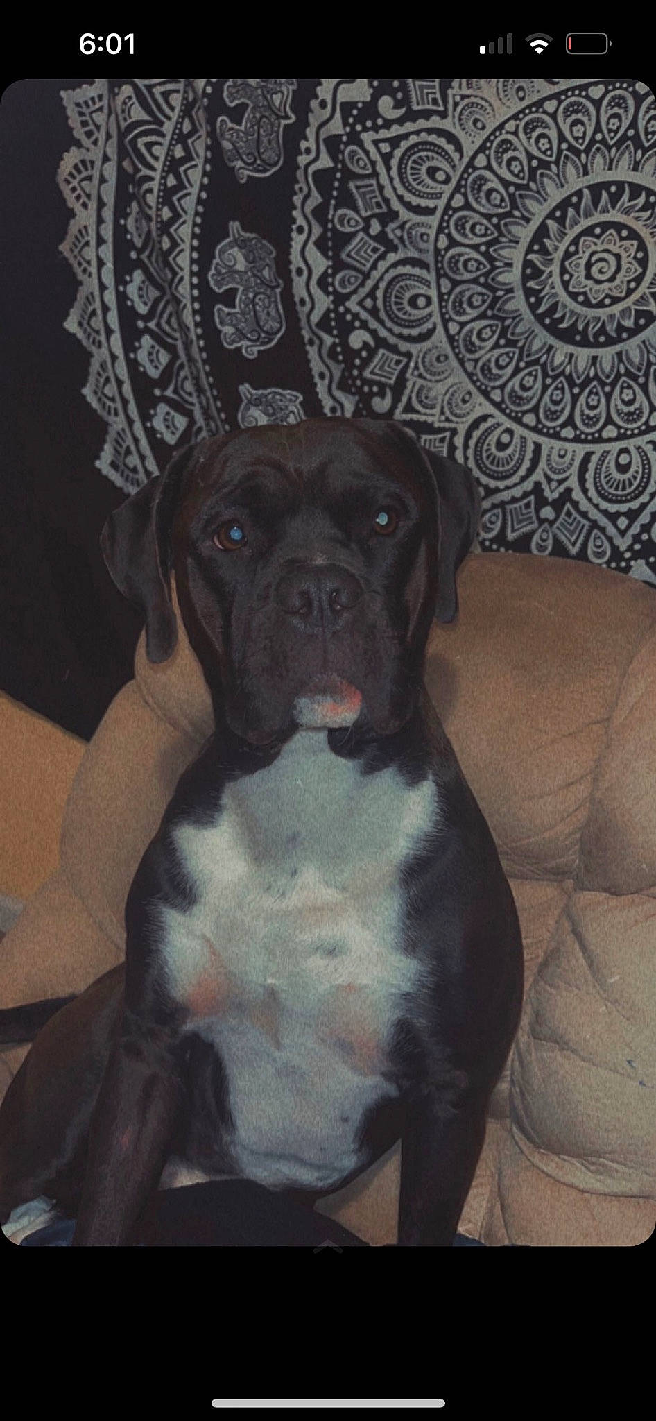 Bowzer is registered to the contest to win money with this photo: boxer, carnivore, comfort, companion_dog, dog, dog_breed, fawn, guard_dog, liver, molosser, non_sporting_group, sporting_group, whiskers, working_animal, working_dog