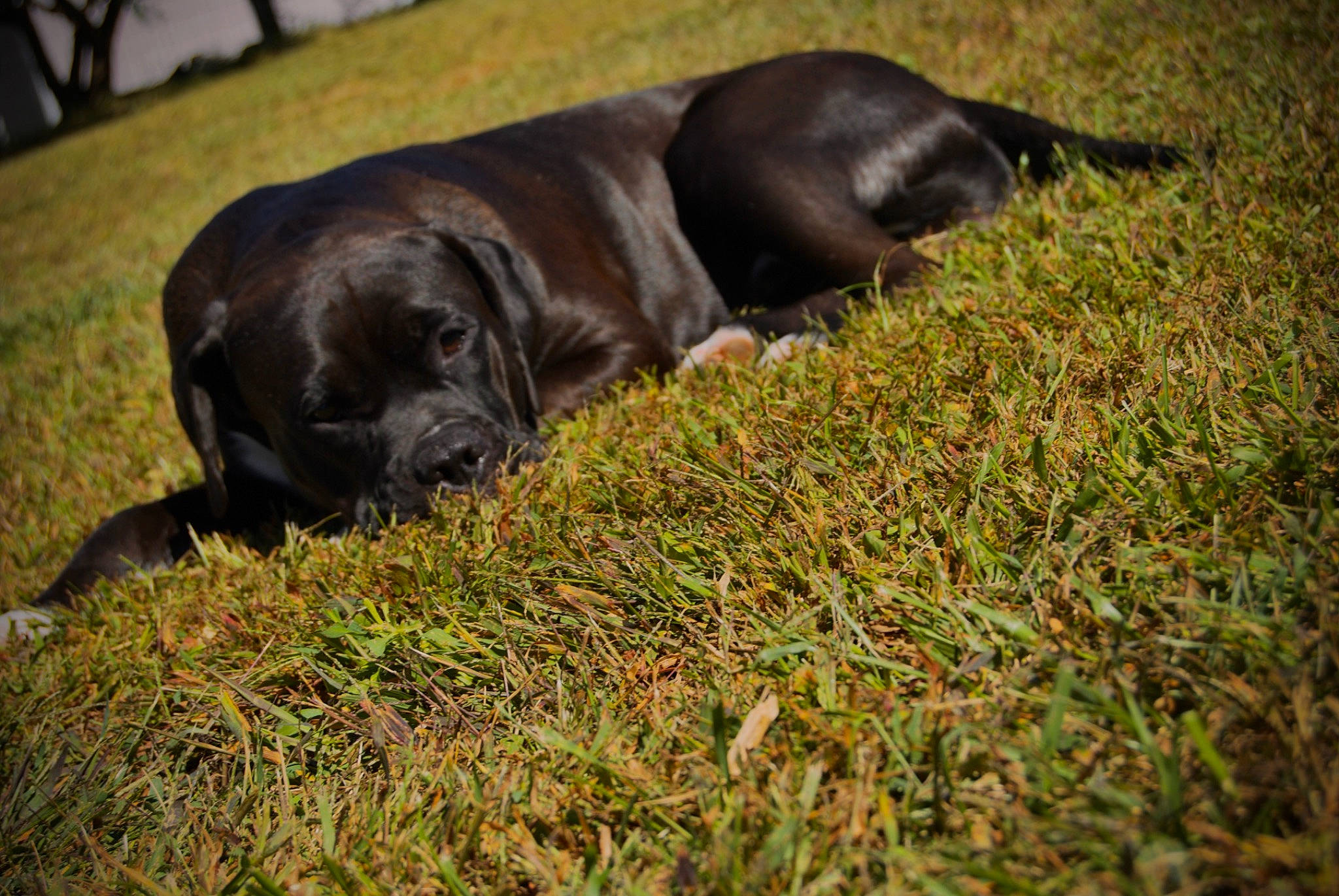 Bowzer joined the competition — help win amazing prizes! borador, canidae, carnivore, companion_dog, dog, dog_breed, fawn, fur, grass, groundcover, gun_dog, liver, plant, retriever, snout, sporting_group, terrestrial_animal, tree, whiskers, working_animal