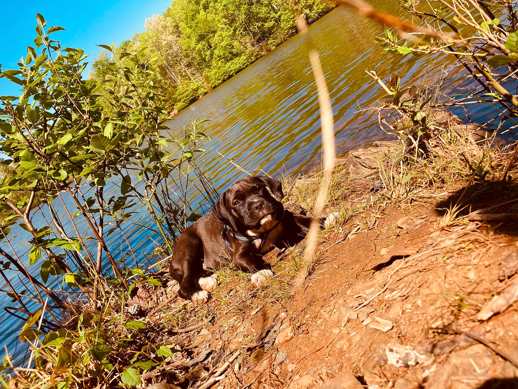 Bowzer is registered to the contest to win money with this photo: carnivore, dog, dog_breed, fawn, grass, lake, landscape, leisure, natural_landscape, plant, rock, sky, slope, soil, terrestrial_animal, trail, tree, water, wood, working_animal