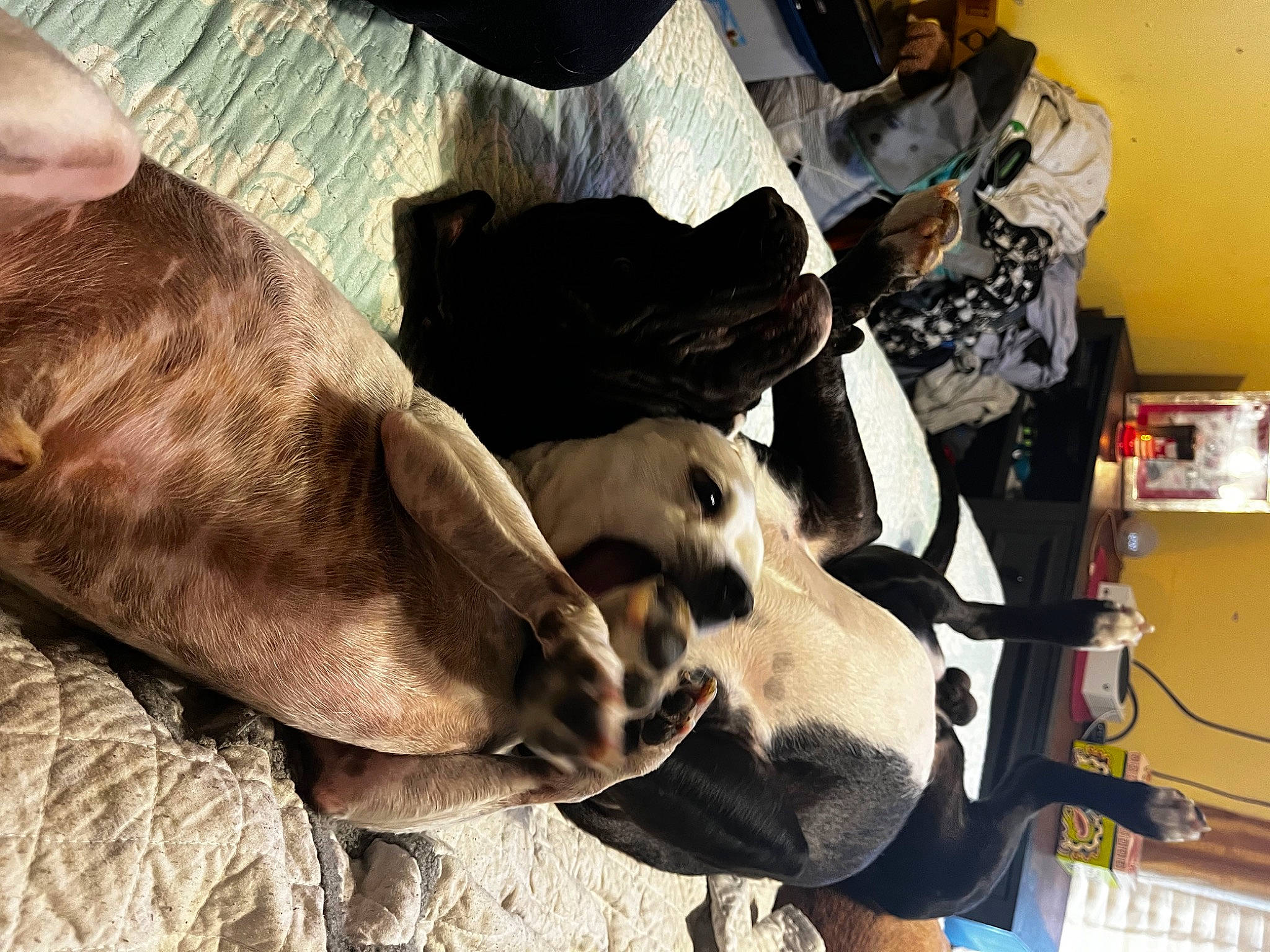 Bowzer is registered to the contest to win money with this photo: bag, canidae, carnivore, collar, comfort, companion_dog, dalmatian, dog, dog_breed, dog_collar, dog_supply, fawn, fur, guard_dog, leash, luggage_and_bags, personal_protective_equipment, snout, sporting_group, working_animal