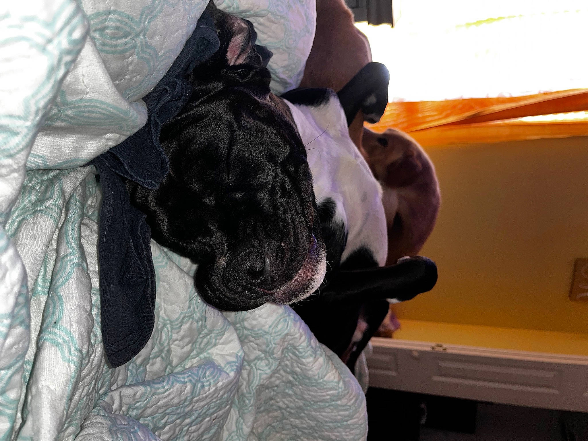 Bowzer is registered to the contest to win money with this photo: canidae, carnivore, collar, comfort, companion_dog, dog, dog_breed, dog_collar, fawn, fur, gesture, giant_dog_breed, guard_dog, liver, molosser, snout, sporting_group, whiskers, working_animal, wrinkle