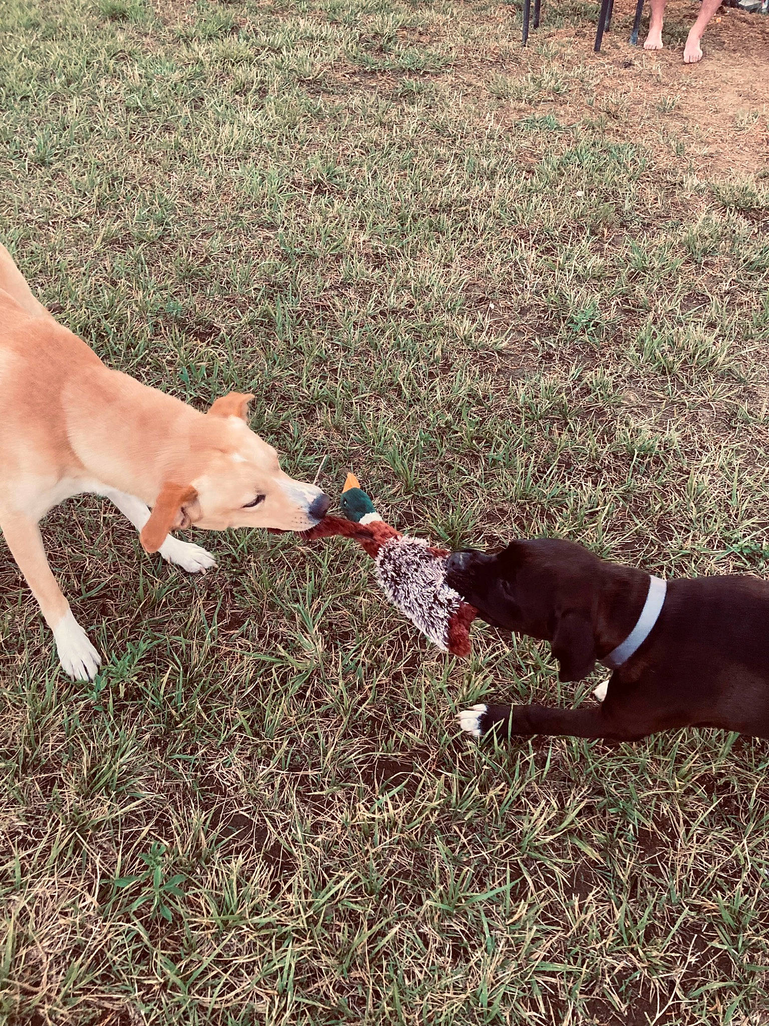 Bowzer joined the competition — help win amazing prizes! canidae, carnivore, collar, companion_dog, dog, dog_breed, dog_collar, fashion_accessory, fawn, grass, human_leg, leash, mammal, shadow, soil, sporting_group, tail, tints_and_shades, vertebrate, working_animal