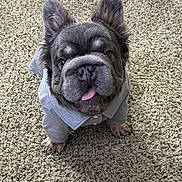 Oso joined the competition — help win amazing prizes! dog, french_bulldog, puppy, carpet, gray_shirt, pet, cute, tongue_out, indoor, small_dog, fur, ears, animal, looking_up, adorable, sitting, playful, companion, friend, canine