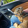 car_door, car_interior, car_window, casual, collar, daytime, dog, fur, greenery, hand, jeans, lap, person, pet, relaxed, seat, side_mirror, sunlight, tail, trees