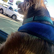 J Money joined the competition — help win amazing prizes! animal, blue_harness, canine, car_window, collar, dairy_queen, daylight, dog, fur, happy, outdoor, parked_vehicle, pet, roadside, side_view, signage, sunlight, travel, truck, vehicle
