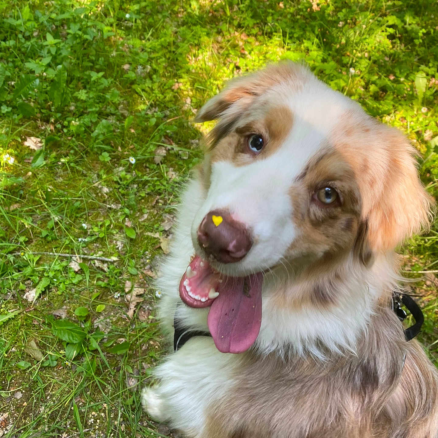 Texane participe au concours pour gagner de l'argent avec cette photo : animal, ball, bodypart, canine, dog, face, grass, green, herbal, herbs, lawn, mouth, person, pet, plant, puppy, sport, tennis, tennisball, vegetation