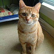 Tigrou a rejoint le concours — aidez-le/la à gagner de superbes lots !