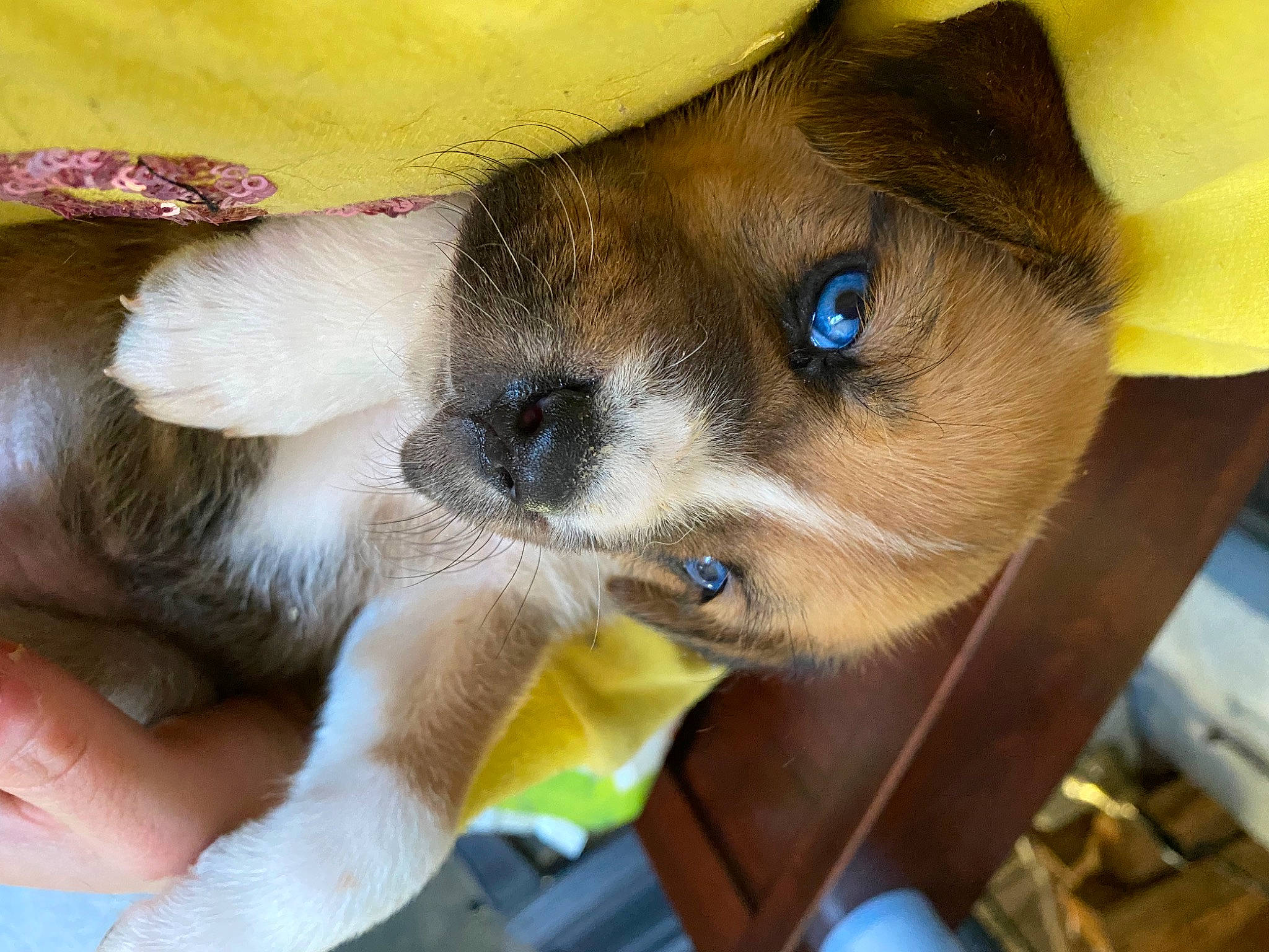 Katya is registered to the contest to win money with this photo: balinese, canidae, carnivore, collar, companion_dog, dog, dog_breed, fawn, felidae, fur, irishjacks, non_sporting_group, paw, puppy, small_to_medium_sized_cats, snout, sporting_group, toy_dog, whiskers, working_animal