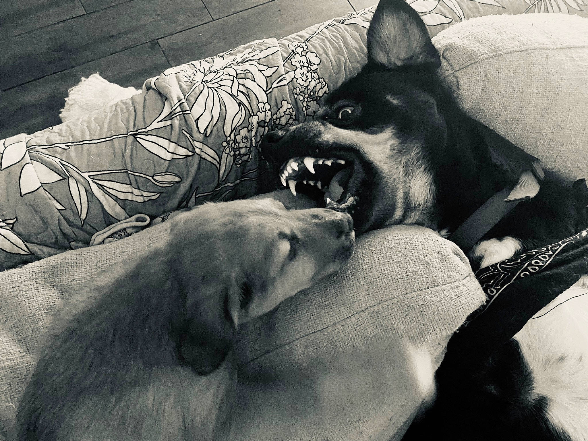 Loki is registered to the contest to win money with this photo: art, canidae, carnivore, comfort, companion_dog, dog, dog_breed, fang, fur, gesture, grey, jaw, monochrome, monochrome_photography, sitting, snout, sporting_group, style, whiskers, working_animal