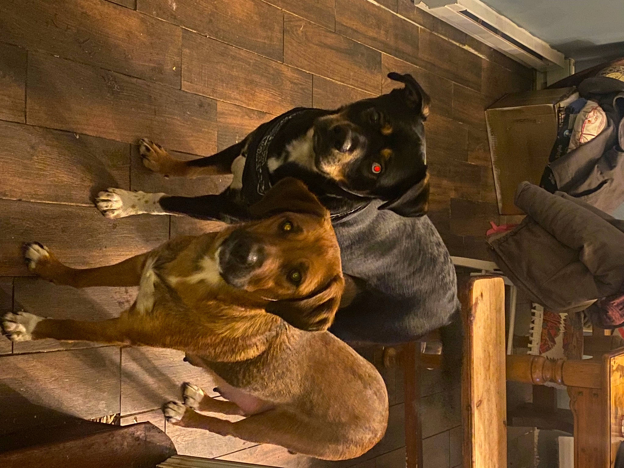 Loki joined the competition — help win amazing prizes! art, artifact, bronze, bronze_sculpture, carnivore, carving, fawn, fictional_character, hat, metal, personal_protective_equipment, sculpture, skull, snout, statue, terrestrial_animal, tints_and_shades, visual_arts, wood, working_animal