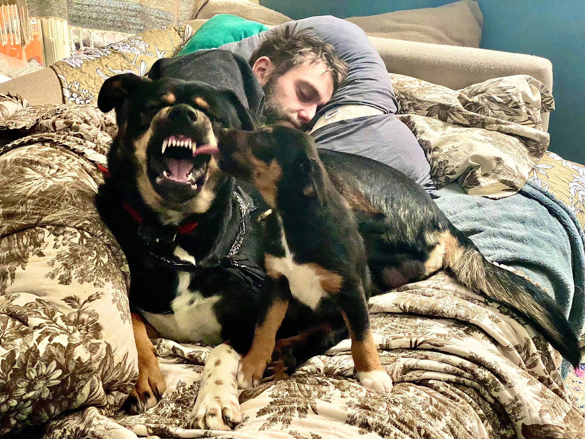 Loki joined the competition — help win amazing prizes! canidae, carnivore, comfort, companion_dog, couch, dog, dog_breed, fang, fawn, flash_photography, fur, grass, guard_dog, happy, smile, snout, sporting_group, terrestrial_animal, whiskers, working_animal