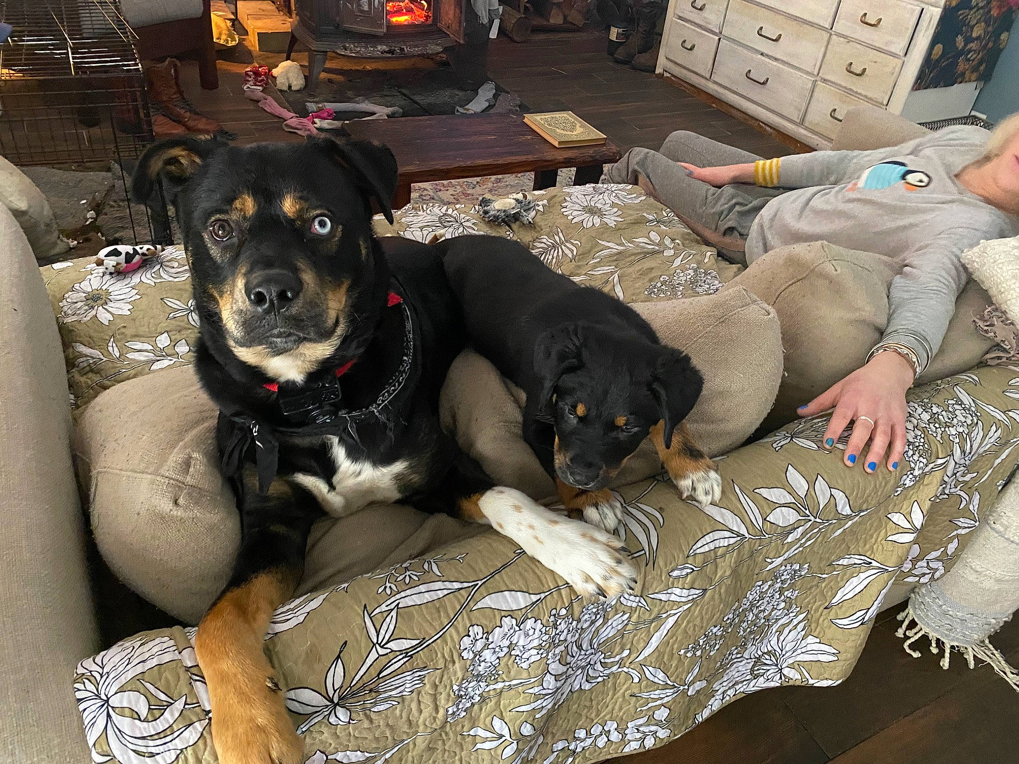 Loki joined the competition — help win amazing prizes! cabinetry, canidae, carnivore, chest_of_drawers, collar, comfort, companion_dog, couch, dog, dog_breed, dog_collar, dog_supply, drawer, fur, guard_dog, living_room, sporting_group, working_animal, working_dog