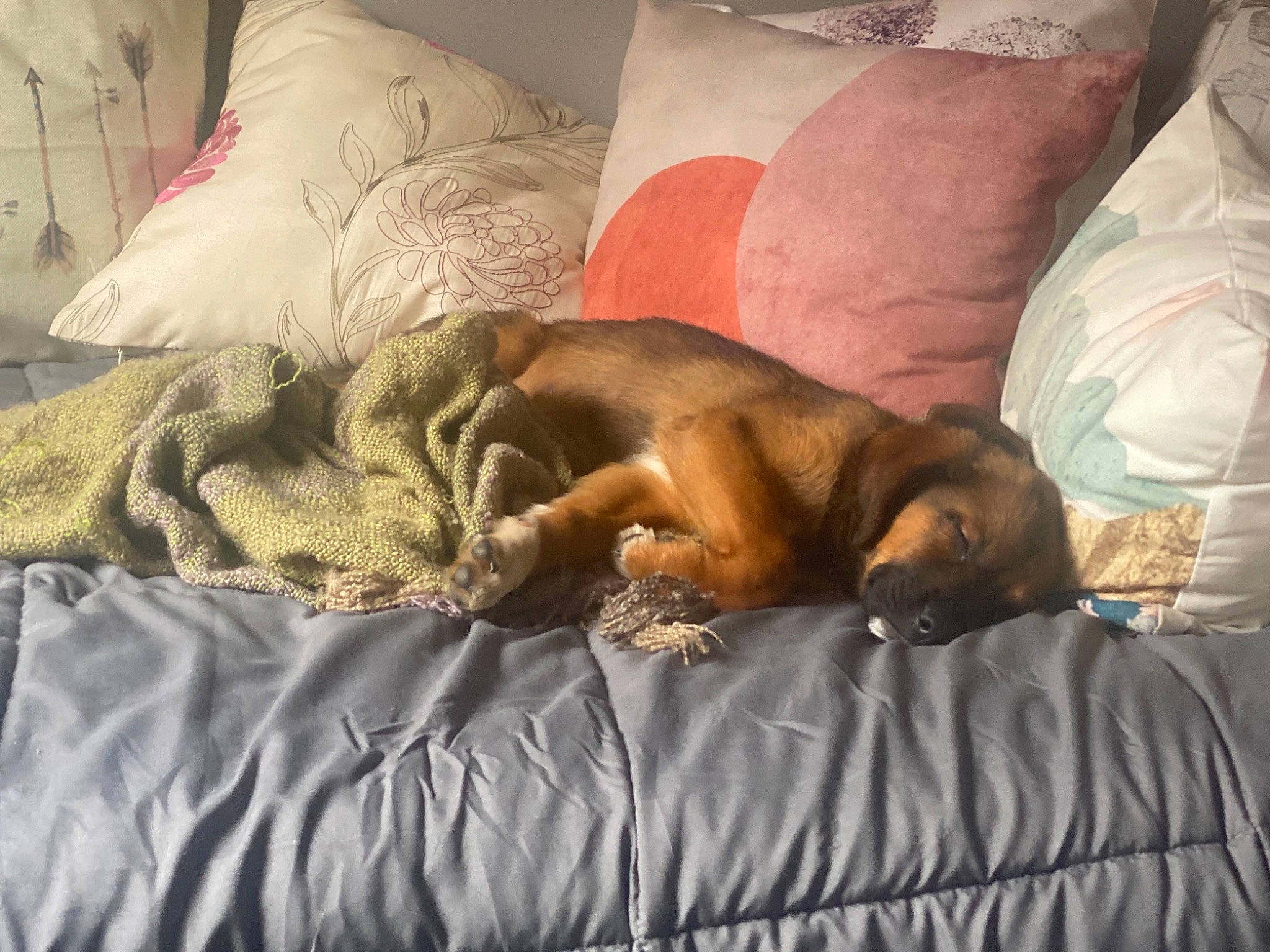 Freja is registered to the contest to win money with this photo: bedding, bedroom, canidae, carnivore, comfort, companion_dog, couch, dog, dog_breed, duvet, fawn, felidae, fur, human_leg, linens, small_to_medium_sized_cats, sporting_group, textile, whiskers, wood