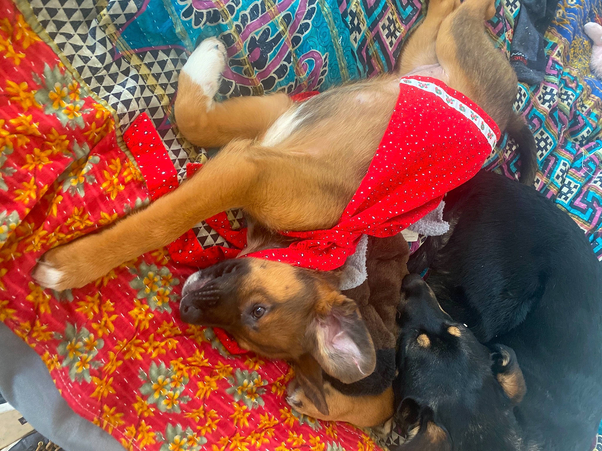 Freja is registered to the contest to win money with this photo: canidae, carnivore, companion_dog, dog, dog_breed, dog_supply, event, fawn, flesh, foot, fun, human_leg, leisure, liver, pattern, snout, sporting_group, swimwear, thigh, working_animal