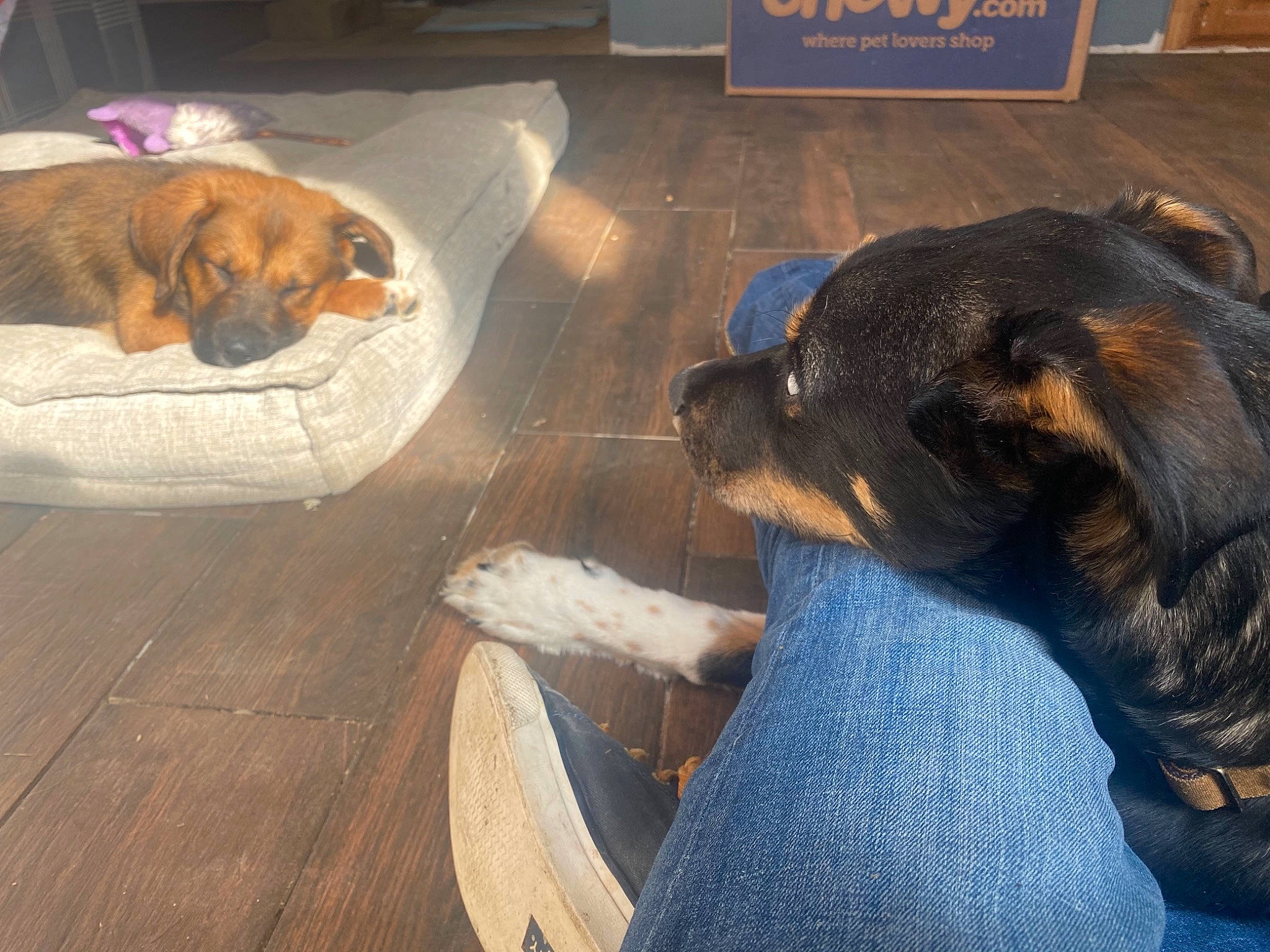 Freja is registered to the contest to win money with this photo: canidae, carnivore, comfort, companion_dog, dog, dog_bed, dog_breed, dog_supply, fawn, floor, flooring, fur, hardwood, liver, paw, pet_supply, snout, sporting_group, tail, wood