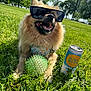 can, closeup, daylight, dog, drink, fluffy, grass, greenery, happy, nature, outdoor, park, pet, playful, reflection, relaxing, summer, sunglasses, sunny, toy_ball