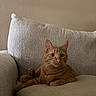 June is registered to the contest to win money with this photo: cat, orange_tabby, pet, feline, couch, indoor, relaxed, animal, fur, whiskers, ears, eyes, home, furniture, pillow, resting, cute, domestic_cat, mammal, cozy