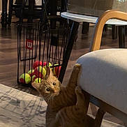 June is registered to the contest to win money with this photo: cat, kitten, orange_tabby, climbing, chair, furniture, indoor, carpet, wood_floor, basket, tennis_balls, curious, wide_eyes, playful, pet, animal, home, living_room, wooden_chair, cushion