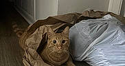 June joined the competition — help win amazing prizes! cat, orange_tabby, paper_bag, plastic_bag, floor, wooden_floor, hallway, indoor, pet, curious, alert, animal, feline, domestic_cat, brown_paper, crumpled_paper, wide_eyes, whiskers, ears, tail