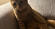 June joined the competition — help win amazing prizes! cat, couch, cozy, curious, domestic_animal, ears, feline, fur, furniture, home, indoor, legs_stretched, orange_tabby, pet, portrait, relaxed, sitting, texture, warm_lighting, whiskers