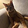 June joined the competition — help win amazing prizes! cat, orange_tabby, pet, feline, indoor, couch, furniture, relaxed, curious, sitting, legs_stretched, whiskers, ears, fur, domestic_animal, cozy, warm_lighting, texture, home, portrait