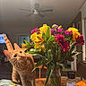 June joined the competition — help win amazing prizes! bouquet, cat, ceiling_fan, chair, curious, curtains, domestic_cat, flowers, green_leaves, indoor, orange_tabby, pet, pink_flowers, pumpkin, purple_flowers, seasoning_bottle, table, vase, wooden_table, yellow_flowers