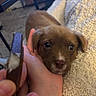 puppy, brown_puppy, dog, hand, treat, chocolate, blanket, cozy, indoor, pet, cute, closeup, animal, soft_texture, resting, looking, furry, companion, comfort, friendly