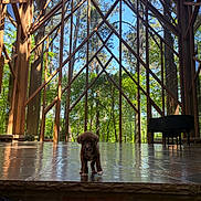 Pinot joined the competition — help win amazing prizes! puppy, dog, wooden_structure, glass_windows, forest, trees, nature, indoor, floor, reflection, architecture, sunlight, greenery, animal, pet, small_dog, curious, daylight, modern, building