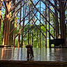 puppy, dog, wooden_structure, glass_windows, forest, trees, nature, indoor, floor, reflection, architecture, sunlight, greenery, animal, pet, small_dog, curious, daylight, modern, building