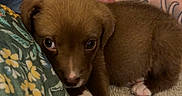 Pinot joined the competition — help win amazing prizes! puppy, dog, brown_puppy, white_paws, tattoo, person, couch, blanket, floral_clothing, animal, pet, indoor, cozy, curious, resting_dog, close_up, cute, companion, relaxed, home