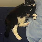 Manor is registered to the contest to win money with this photo: cat, black_and_white, feline, pet, animal, indoor, relaxed, lying_down, paws, fur, whiskers, blanket, fabric, couch, domestic, resting, sleepy, cute, cozy, companion