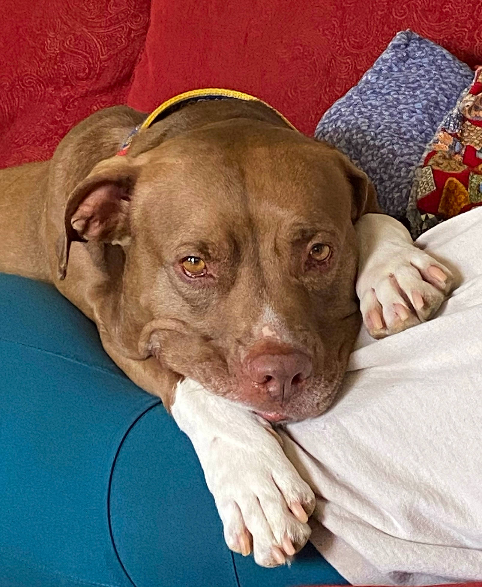 Scottie is registered to the contest to win money with this photo: canidae, carnivore, comfort, companion_dog, dog, dog_breed, fur, gun_dog, hunting_dog, liver, non_sporting_group, terrestrial_animal, throw_pillow, whiskers, working_animal