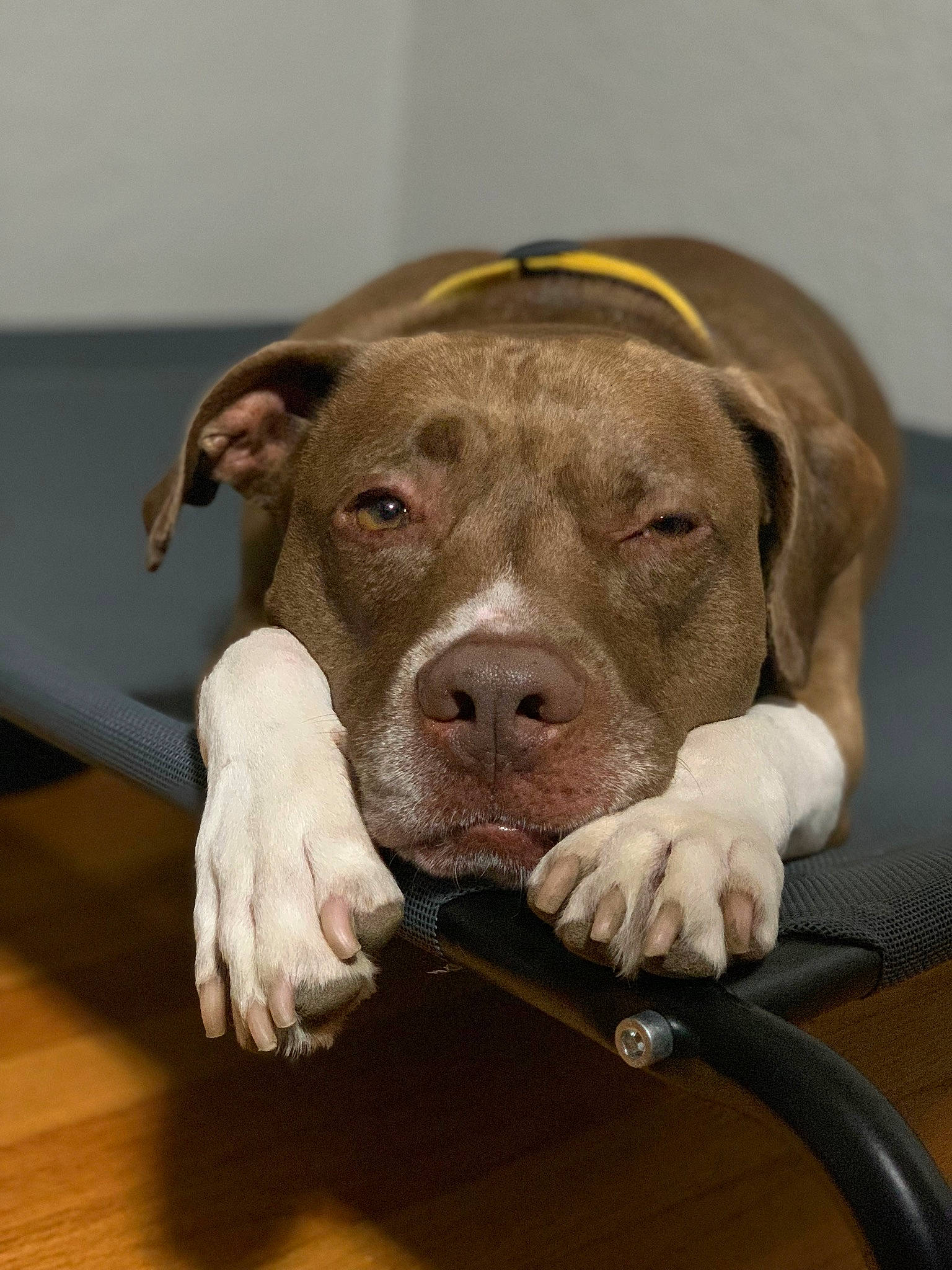 Scottie is registered to the contest to win money with this photo: canidae, carnivore, collar, companion_dog, dog, dog_breed, dog_collar, dog_supply, ear, fawn, fur, liver, mammal, pet_supply, snout, sporting_group, vertebrate, whiskers, working_animal, wrinkle