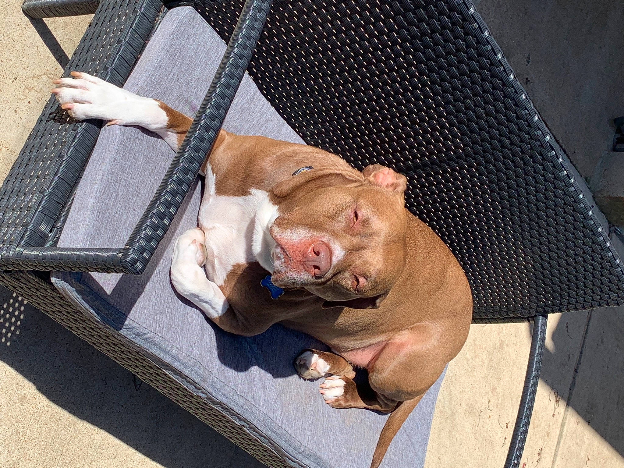 Scottie joined the competition — help win amazing prizes! canidae, carnivore, comfort, companion_dog, dog_breed, domestic_pig, fawn, felidae, fur, meat, mesh, metal, sitting, small_to_medium_sized_cats, snout, sporting_group, suidae, tail, whiskers, wrinkle