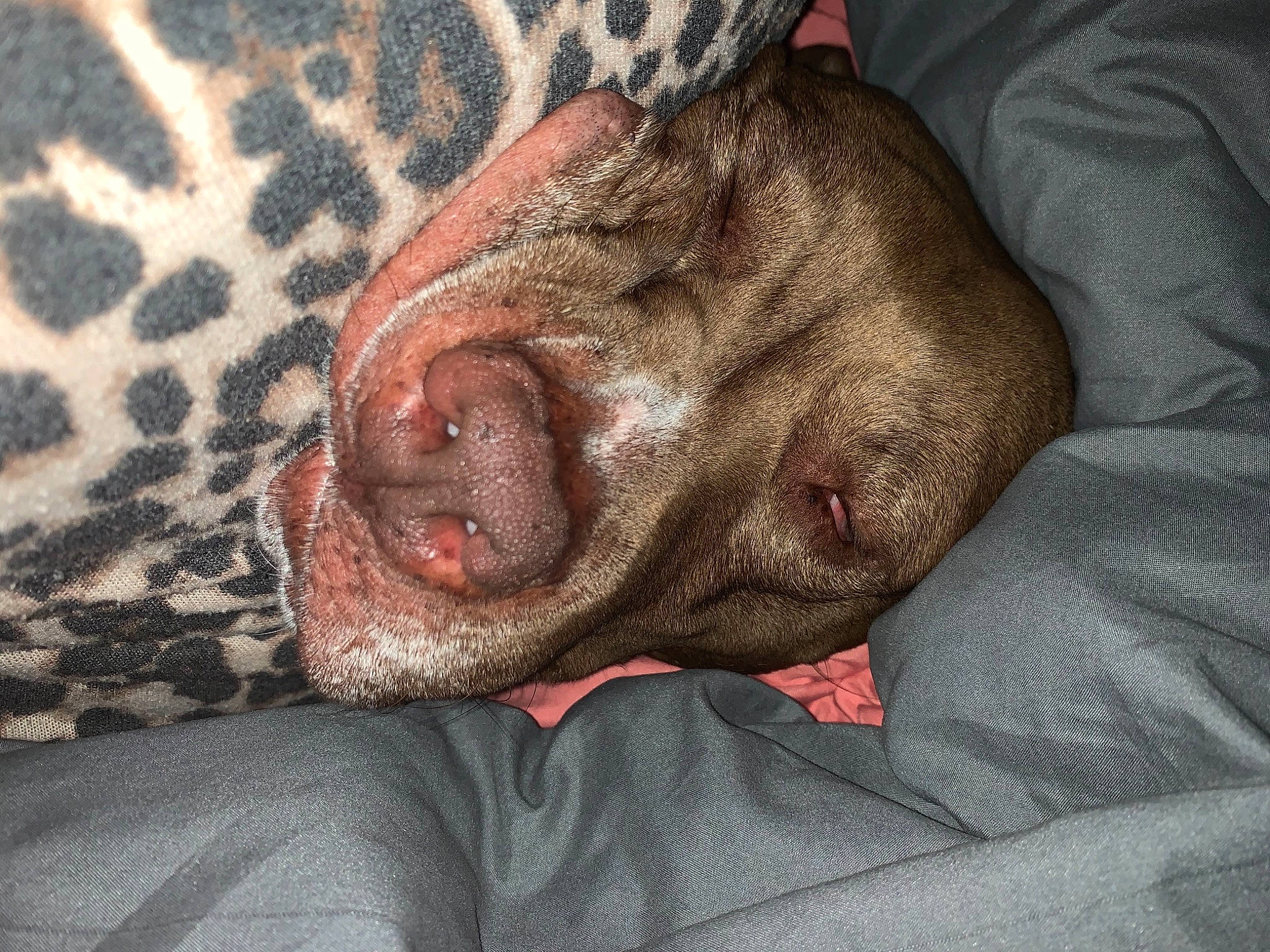 Scottie joined the competition — help win amazing prizes! carnivore, comfort, companion_dog, dog, dog_breed, fawn, felidae, fur, guard_dog, jaw, linens, liver, paw, snout, sporting_group, suidae, terrestrial_animal, whiskers, working_animal, wrinkle