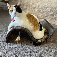 Wall-E joined the competition — help win amazing prizes! cat, calico_cat, pet, indoor, carpet, scratching_post, feline, animal, relaxed, lounging, fur, tail, whiskers, collar, toy, home, quilt, couch, domestic, cute