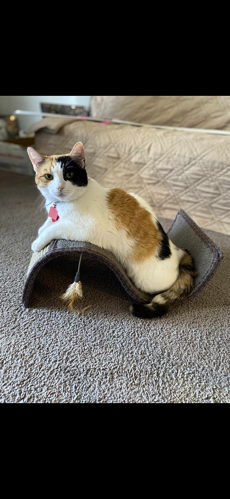 Wall-E joined the competition — help win amazing prizes! cat, calico_cat, pet, indoor, carpet, scratching_post, feline, animal, relaxed, lounging, fur, tail, whiskers, collar, toy, home, quilt, couch, domestic, cute