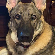 Nova joined the competition — help win amazing prizes! dog, german_shepherd, pet, animal, canine, fur, ears, collar, indoor, wood_floor, brown, portrait, looking_at_camera, muzzle, eyes, face, house, domestic_animal, laying_down, wooden_furniture