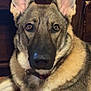 animal, brown, canine, collar, dog, domestic_animal, ears, eyes, face, fur, german_shepherd, house, indoor, laying_down, looking_at_camera, muzzle, pet, portrait, wood_floor, wooden_furniture