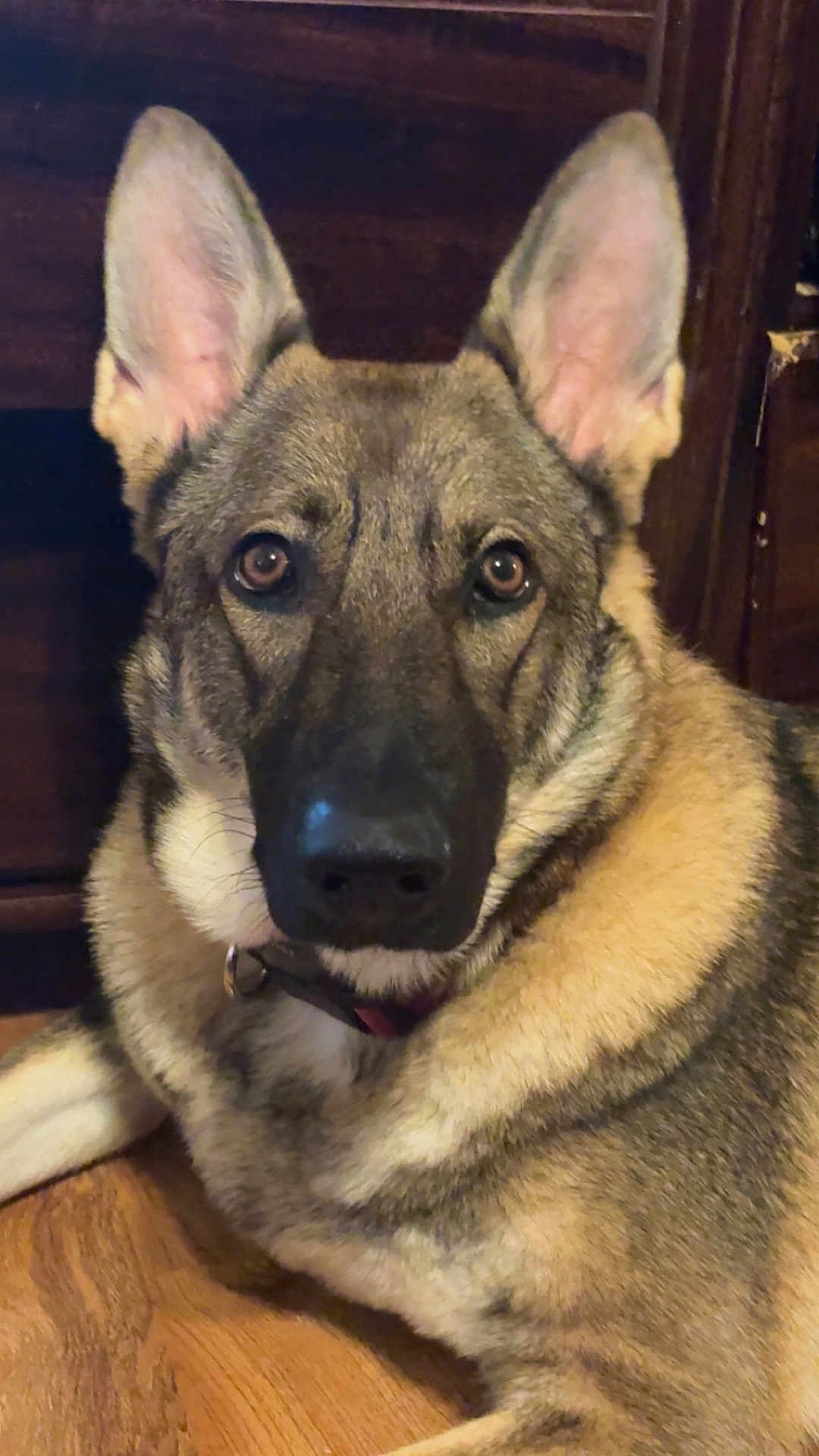 Nova