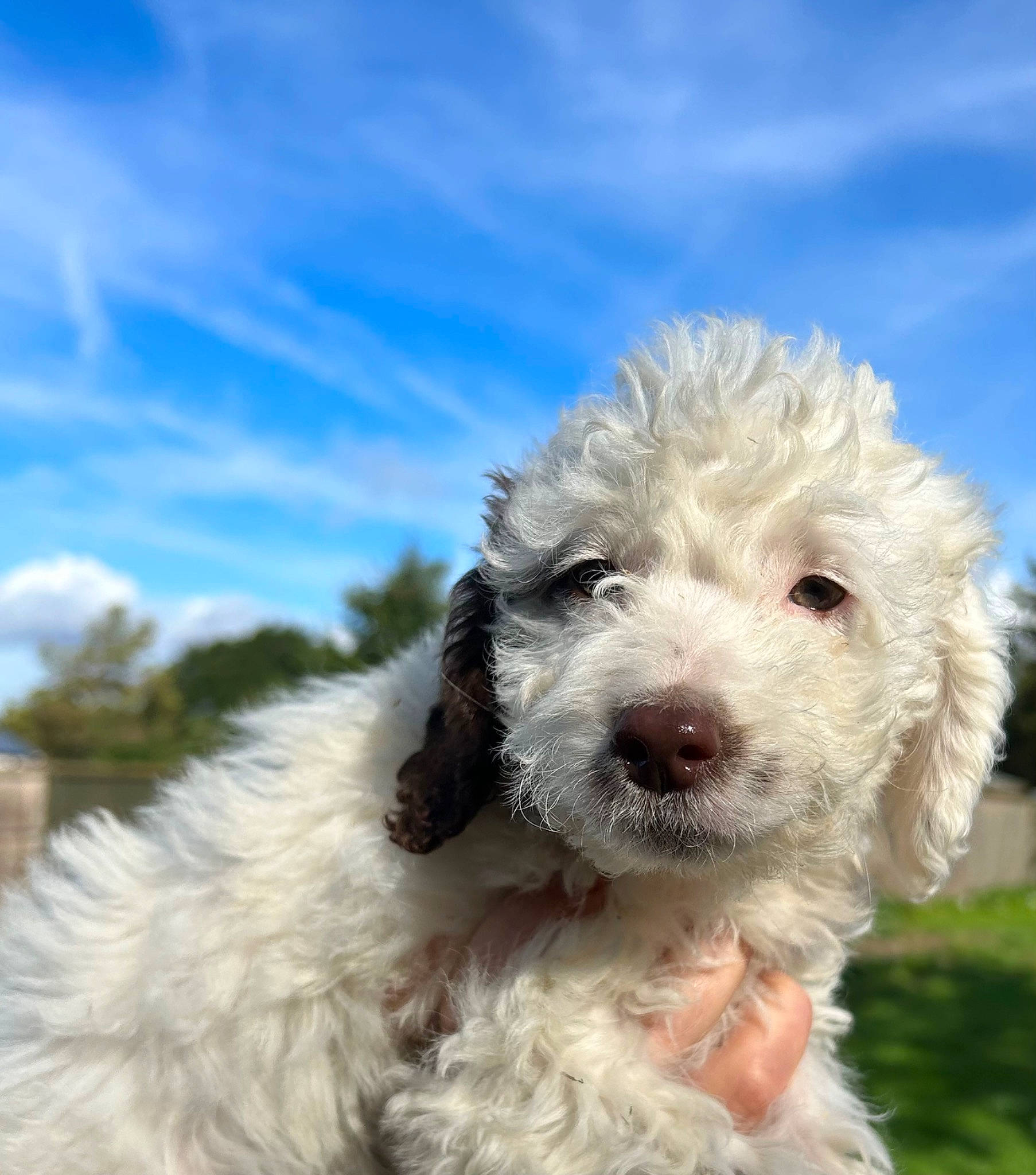 Dougie is registered to the contest to win money with this photo: canidae, carnivore, cloud, companion_dog, dog, dog_breed, dog_collar, fur, labradoodle, non_sporting_group, plant, poodle, puppy, sky, small_terrier, sporting_group, terrier, toy_dog, tree, water_dog