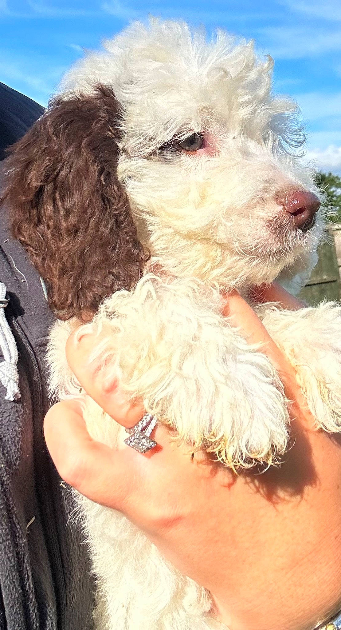 Dougie joined the competition — help win amazing prizes! carnivore, cloud, companion_dog, dog, dog_breed, dog_collar, dog_supply, eyewear, fur, glasses, goggles, labradoodle, luggage_and_bags, puppy_love, sky, small_terrier, snout, sporting_group, terrier, toy_dog